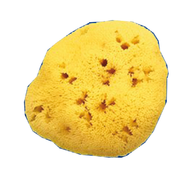 SPUGNA NATURALE FORI L 12/13CM 9 - FARMACIA33